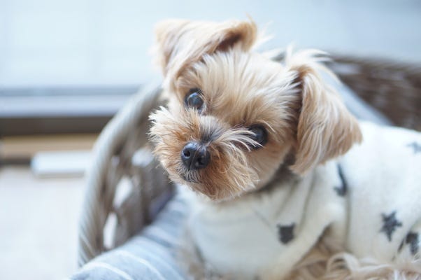 【新店舗オープニング】店長候補・トリマー経験者募集 イメージ1