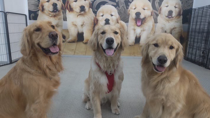 ペットホテル・保育園・老犬ホーム・トリミングサロンで犬の御世話をして頂く仕事です イメージ1