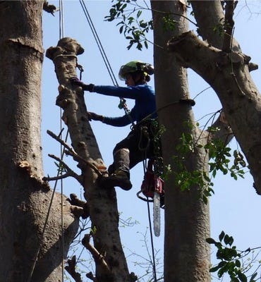 造園スタッフ&nbsp;(主に樹木剪定などの植栽管理)&nbsp;&nbsp;ツリークライミングの現場多々有り♪《未経験OK》 イメージ1