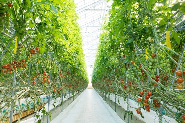 未経験者歓迎！ミニトマトの収穫・手入れ作業等の軽作業 イメージ1