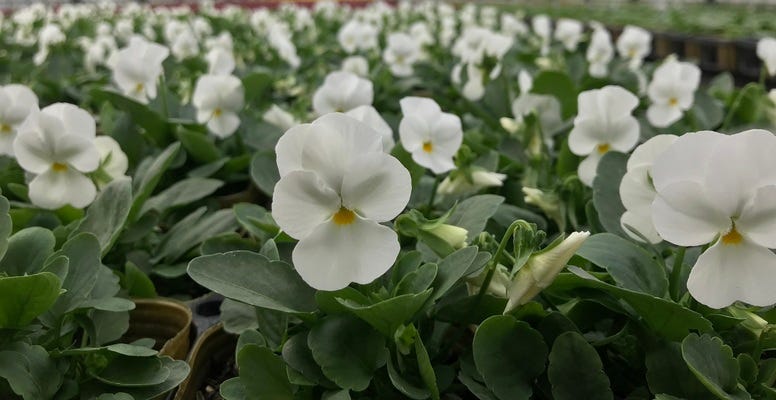 [初心者歓迎]育苗農家　花苗、野菜苗の出荷準備・生産管理作業員(短期) イメージ1