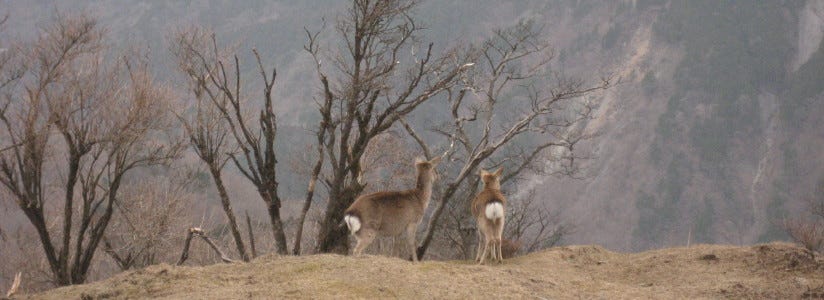 野生動物保護管理のための捕獲・調査員 イメージ1