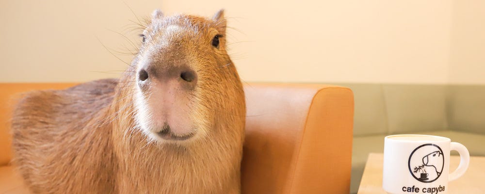 【動物・アニマルカフェ】未経験から始める運営スタッフ｜完全週休2日制｜住宅手当有｜都内勤務 イメージ1