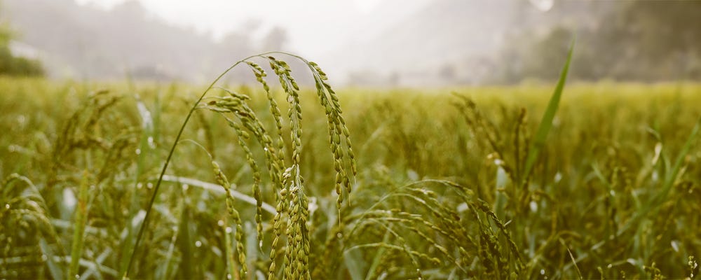 企画営業&nbsp;◆&nbsp;お米でつくる環境素材製品の企画提案&nbsp;　（必要に応じリモート可&nbsp;） イメージ1