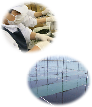 冬しか獲れない海苔、回転寿司店に年中ある理由【海苔の生産・品質管理】完全週休2日／月給25～35万円 イメージ1