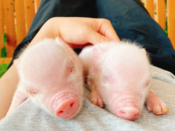 マイクロブタ飼育スタッフ（山梨）｜株式会社SaLaDa｜山梨県 ...