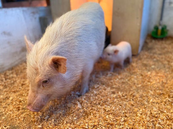 マイクロブタ飼育スタッフ（山梨）｜株式会社SaLaDa｜山梨県 ...