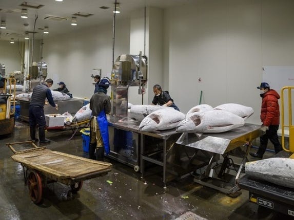 大型バンドソーを使って冷凍マグロの解体をする職員を募集します 
